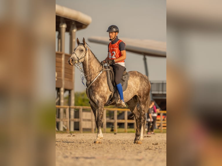 Arabisch Partbred Ruin 7 Jaar 162 cm Schimmel in Casta