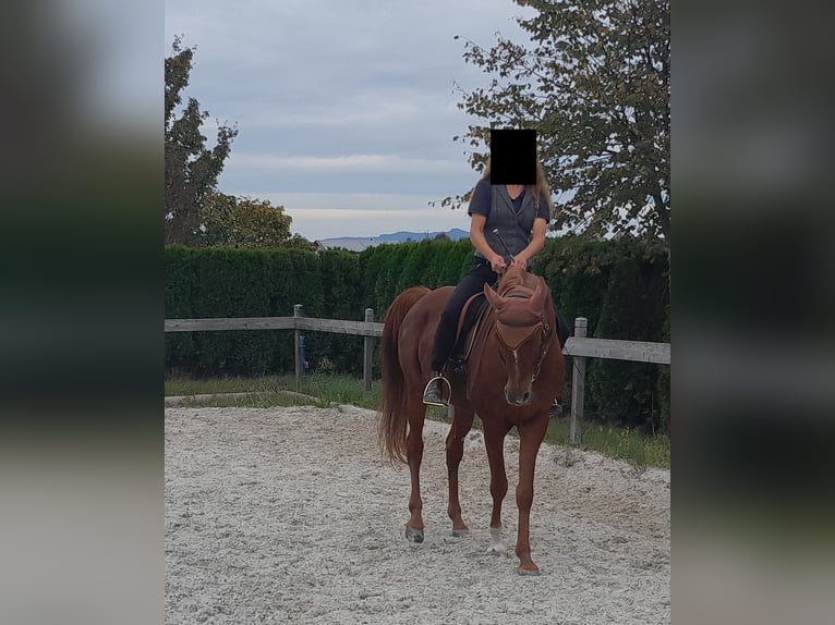 Arabisch Partbred Ruin 8 Jaar 155 cm Vos in Petting