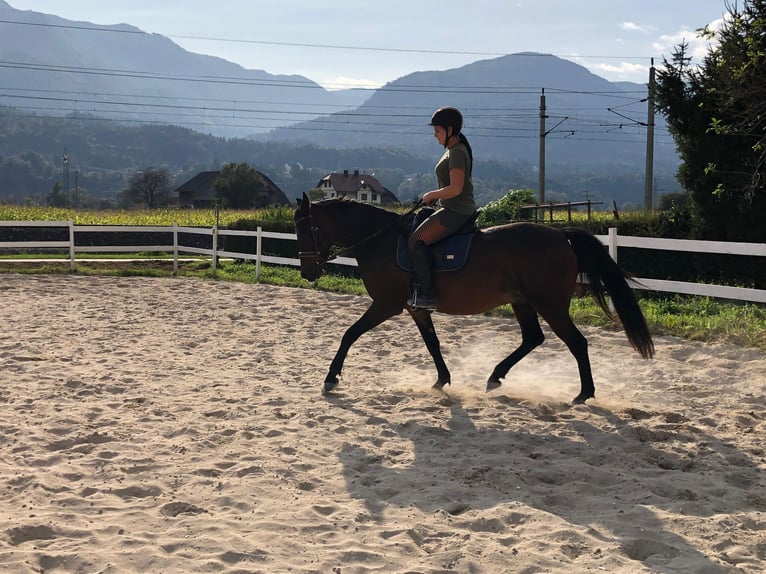 Arabisch Partbred Ruin 8 Jaar 160 cm Bruin in Gallzein