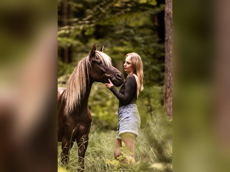 Arabisch Partbred Ruin 9 Jaar 145 cm Zwart in Schnaittach