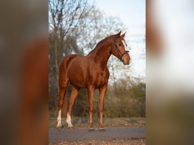 Arabisch Partbred Ruin 9 Jaar 165 cm Vos in Mez&#x151;hegyes