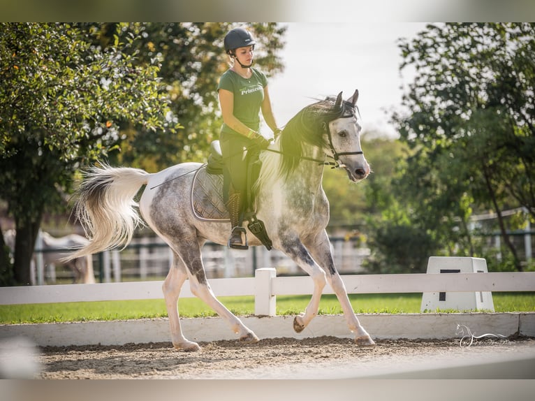 Arabisches Partbred Hengst 10 Jahre 155 cm Schimmel in Puchberg