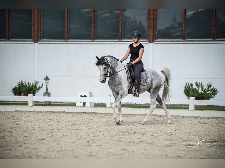Arabisches Partbred Hengst 10 Jahre 155 cm Schimmel in Puchberg