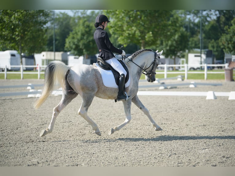 Arabisches Partbred Hengst 10 Jahre 155 cm Schimmel in Puchberg