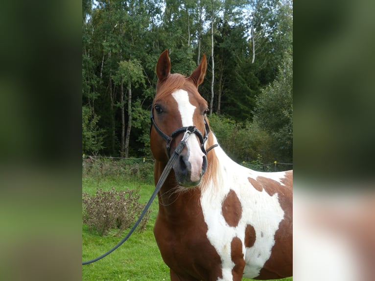 Arabisches Partbred Hengst 11 Jahre 154 cm Schecke in Rot an der Rot