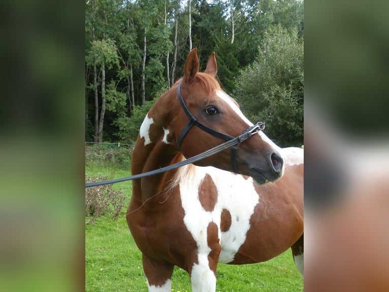Arabisches Partbred Hengst 11 Jahre 154 cm Schecke in Rot an der Rot