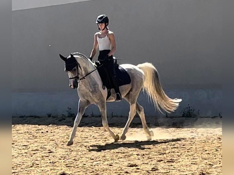 Arabisches Partbred Hengst 11 Jahre 155 cm Schimmel in Puchberg