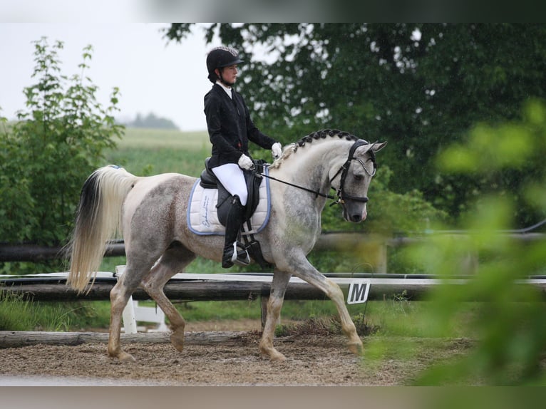 Arabisches Partbred Hengst 11 Jahre 155 cm Schimmel in Puchberg