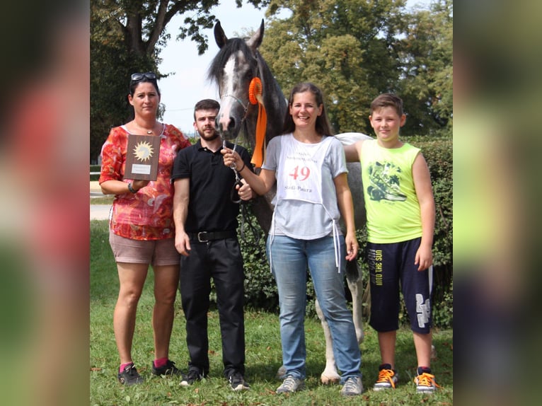Arabisches Partbred Hengst 11 Jahre 155 cm Schimmel in Puchberg