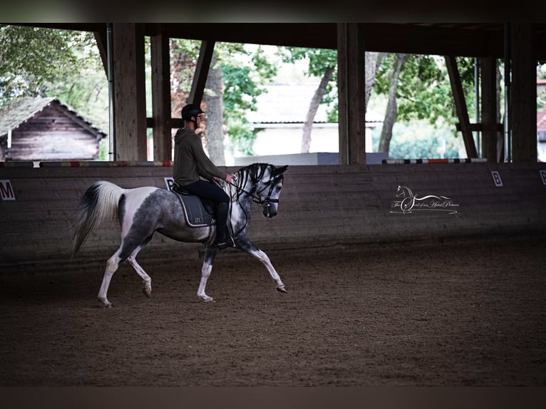 Arabisches Partbred Hengst 11 Jahre 155 cm Schimmel in Puchberg