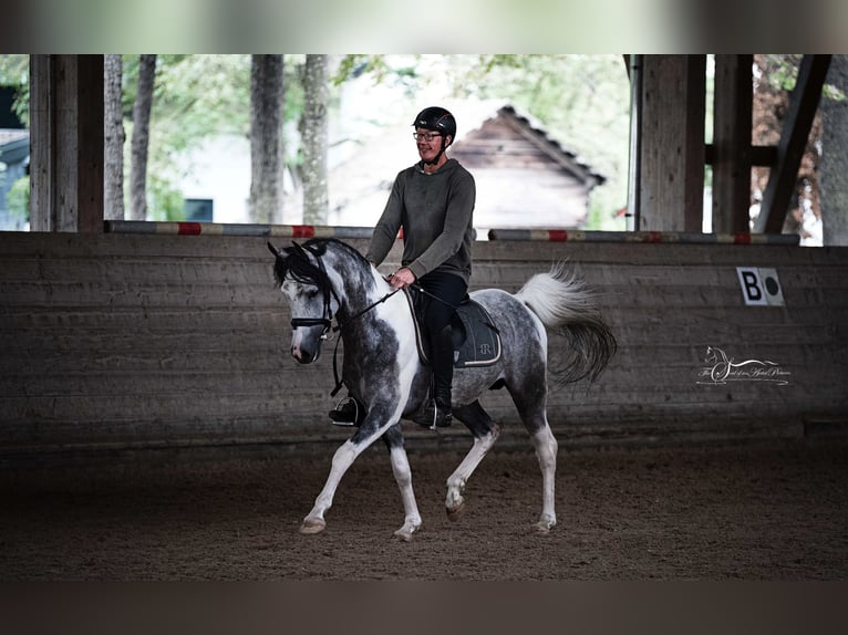 Arabisches Partbred Hengst 11 Jahre 155 cm Schimmel in Puchberg