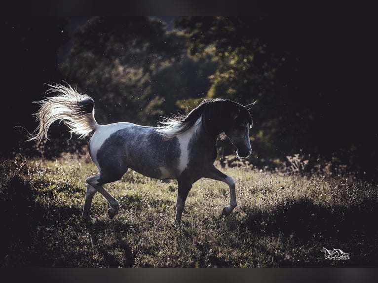 Arabisches Partbred Hengst 11 Jahre 155 cm Schimmel in Puchberg