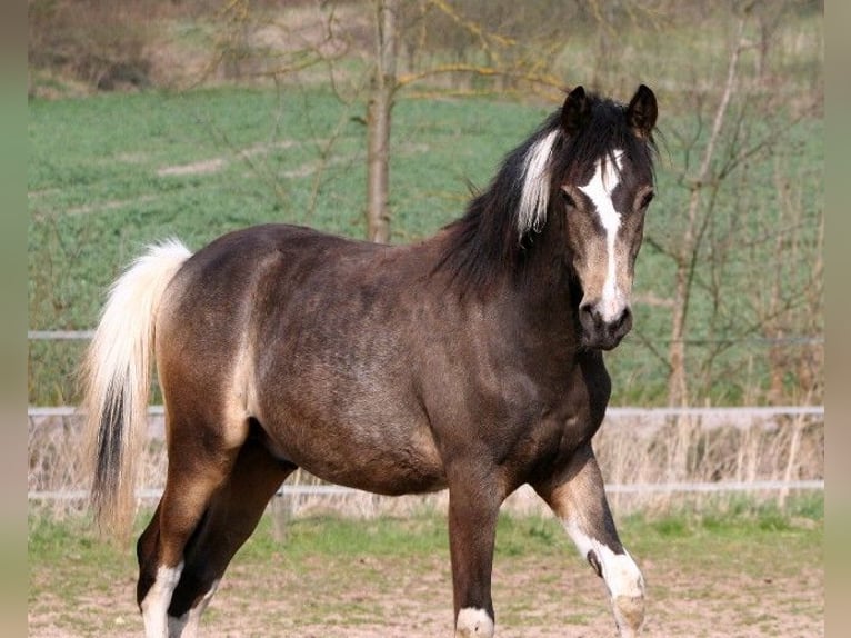 Arabisches Partbred Hengst 12 Jahre 158 cm Tobiano-alle-Farben in Kraichtal