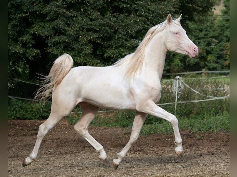 Arabisches Partbred Hengst 12 Jahre 158 cm Tobiano-alle-Farben in Kraichtal