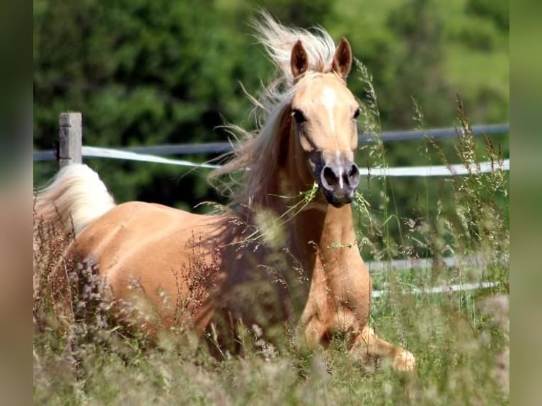 Arabisches Partbred Hengst 12 Jahre 158 cm Tobiano-alle-Farben in Kraichtal