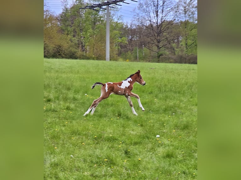 Arabisches Partbred Mix Hengst 1 Jahr 146 cm Tobiano-alle-Farben in Burbach