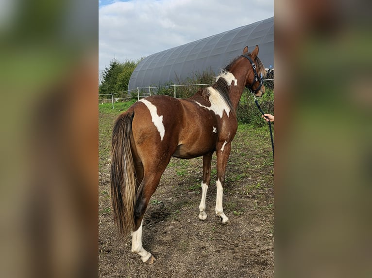 Arabisches Partbred Mix Hengst 1 Jahr 146 cm Tobiano-alle-Farben in Burbach