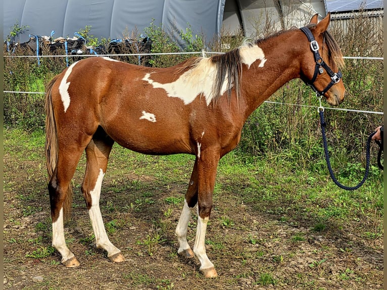 Arabisches Partbred Mix Hengst 1 Jahr 146 cm Tobiano-alle-Farben in Burbach