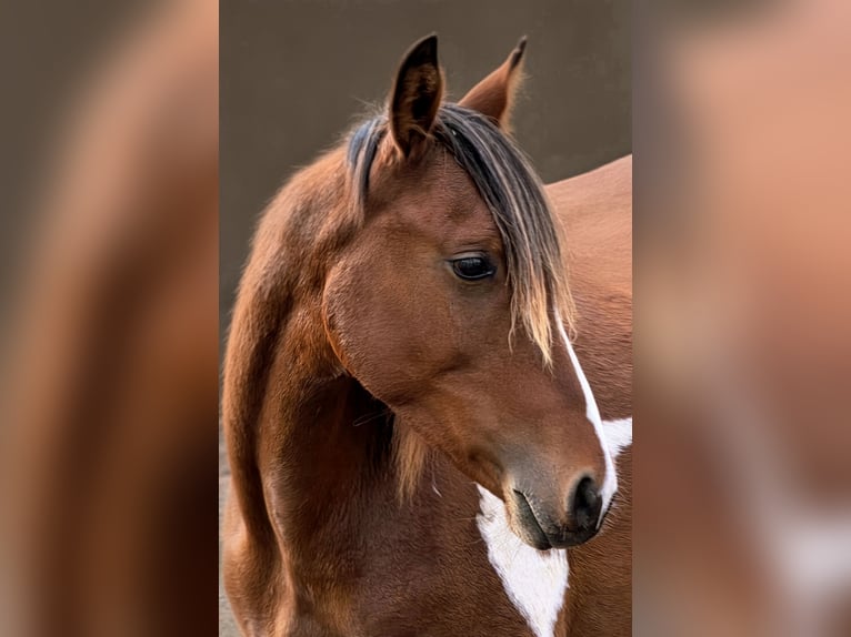 Arabisches Partbred Mix Hengst 1 Jahr 146 cm Tobiano-alle-Farben in Burbach
