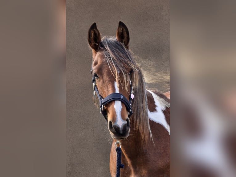 Arabisches Partbred Mix Hengst 1 Jahr 146 cm Tobiano-alle-Farben in Burbach