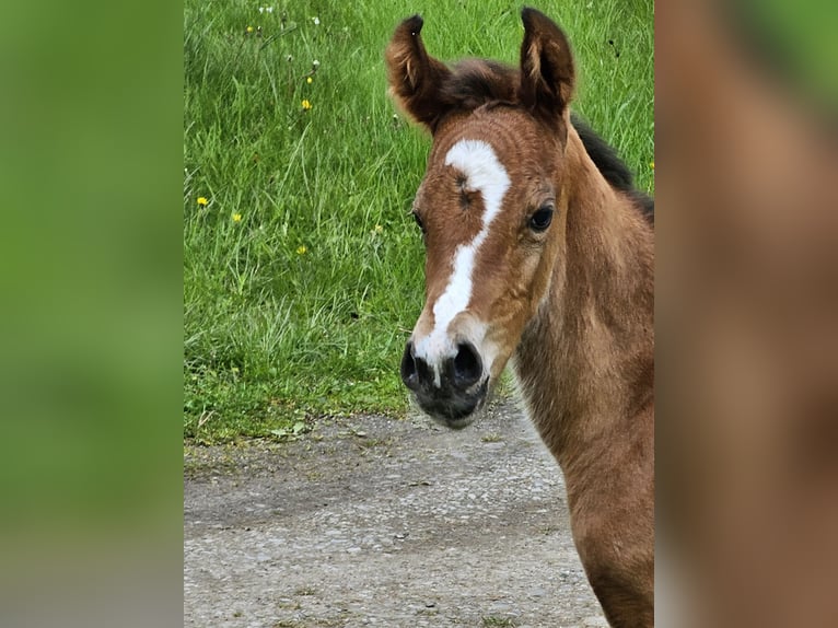 Arabisches Partbred Mix Hengst 1 Jahr 146 cm Tobiano-alle-Farben in Burbach