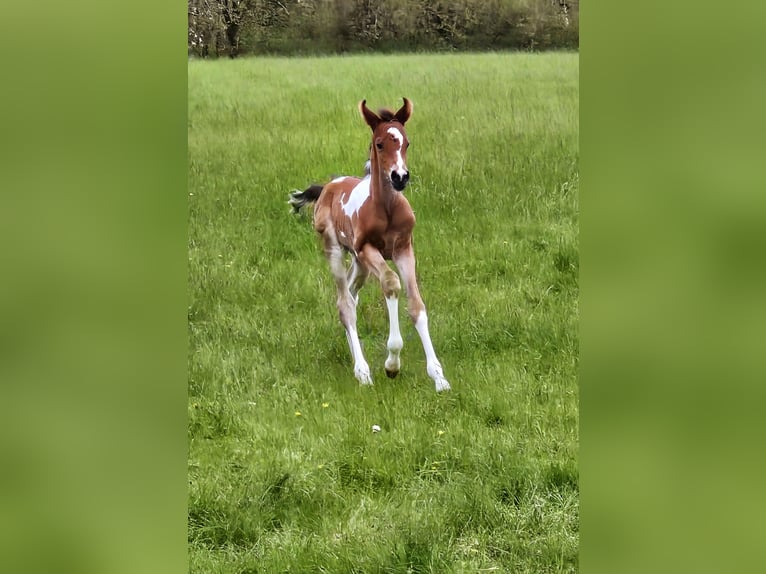 Arabisches Partbred Mix Hengst 1 Jahr 146 cm Tobiano-alle-Farben in Burbach