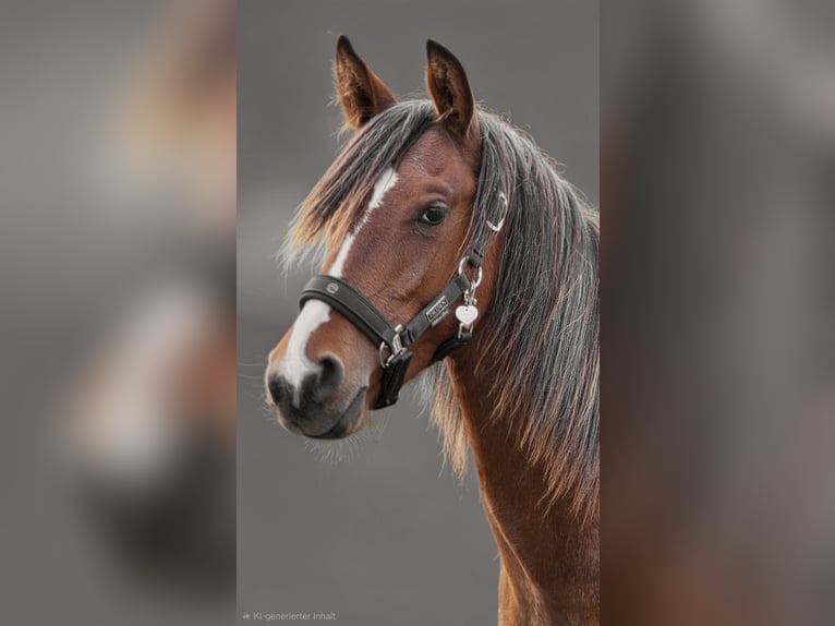 Arabisches Partbred Mix Hengst 1 Jahr 146 cm Tobiano-alle-Farben in Burbach