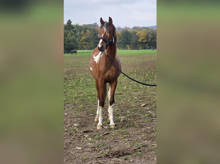 Arabisches Partbred Mix Hengst 1 Jahr 146 cm Tobiano-alle-Farben in Burbach