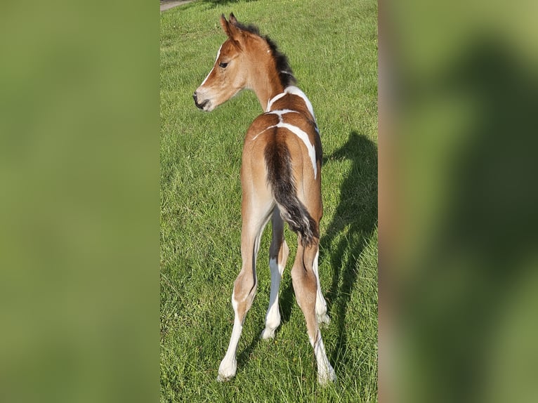 Arabisches Partbred Mix Hengst 1 Jahr 146 cm Tobiano-alle-Farben in Burbach