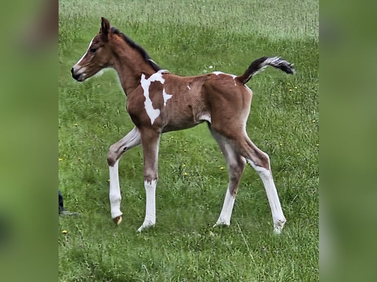 Arabisches Partbred Mix Hengst 1 Jahr 146 cm Tobiano-alle-Farben in Burbach