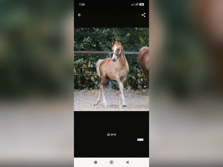 Arabisches Partbred Hengst 1 Jahr 148 cm Fuchs in Rietberg
