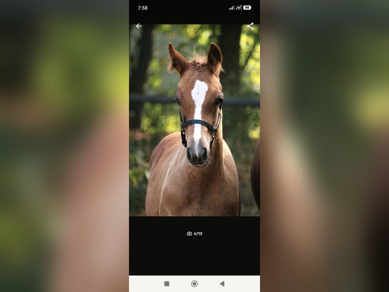 Arabisches Partbred Hengst 1 Jahr 148 cm Fuchs in Rietberg