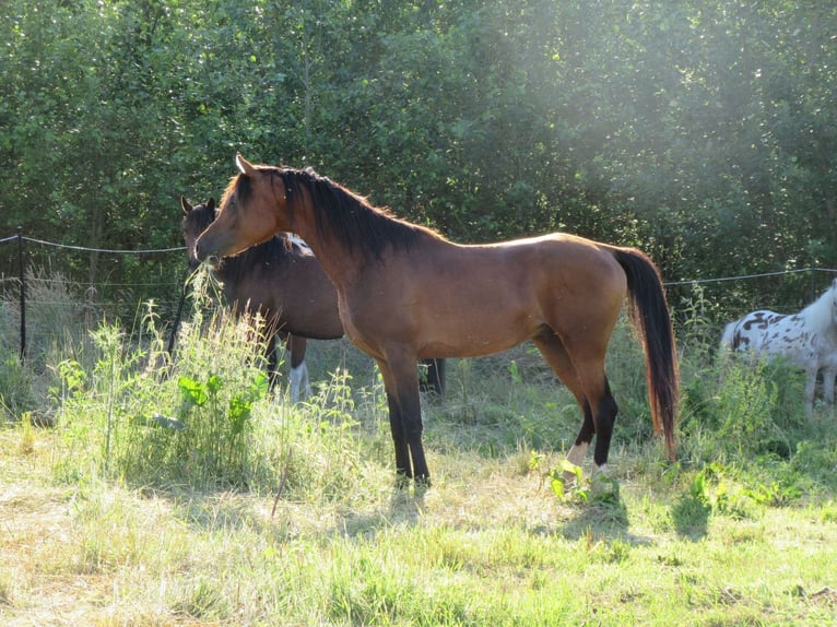 Arabisches Partbred Hengst 1 Jahr 150 cm Tobiano-alle-Farben in Nordborg