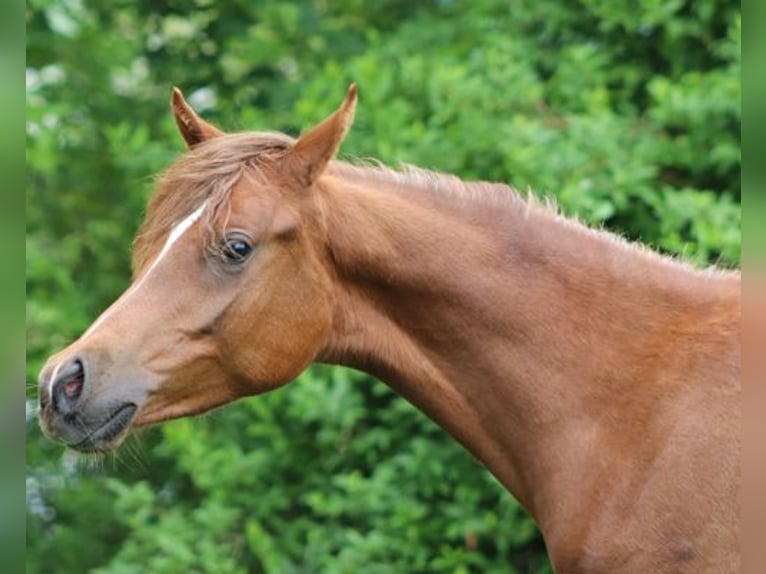 Arabisches Partbred Hengst 1 Jahr 152 cm Fuchs in Königsberg in Bayern