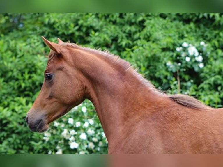 Arabisches Partbred Hengst 1 Jahr 152 cm Fuchs in Königsberg in Bayern