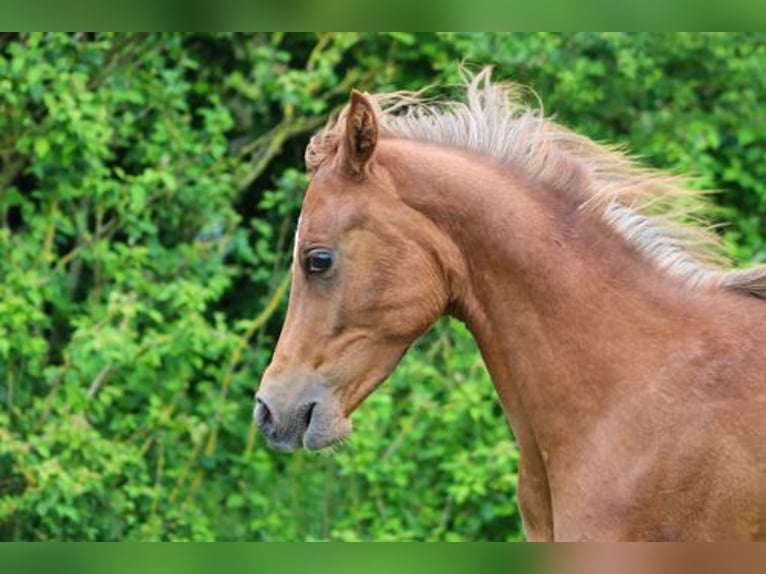 Arabisches Partbred Hengst 1 Jahr 152 cm Fuchs in Königsberg in Bayern