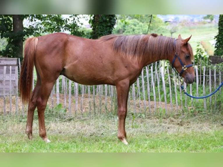 Arabisches Partbred Hengst 1 Jahr 152 cm Fuchs in Königsberg in Bayern