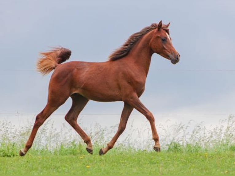 Arabisches Partbred Hengst 1 Jahr 152 cm Fuchs in Königsberg in Bayern