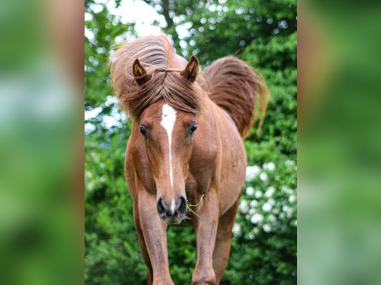 Arabisches Partbred Hengst 1 Jahr 152 cm Fuchs in Königsberg in Bayern