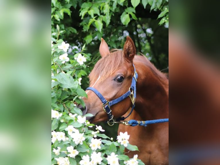 Arabisches Partbred Hengst 1 Jahr 152 cm Fuchs in Königsberg in Bayern