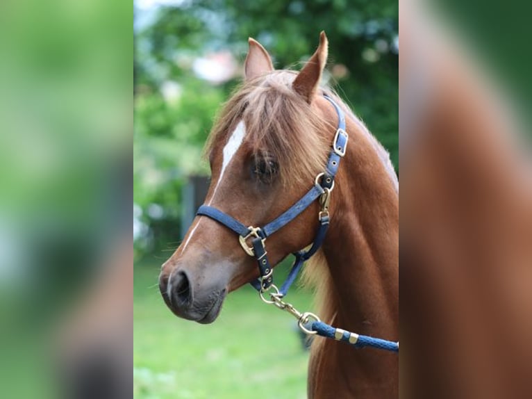 Arabisches Partbred Hengst 1 Jahr 152 cm Fuchs in Königsberg in Bayern