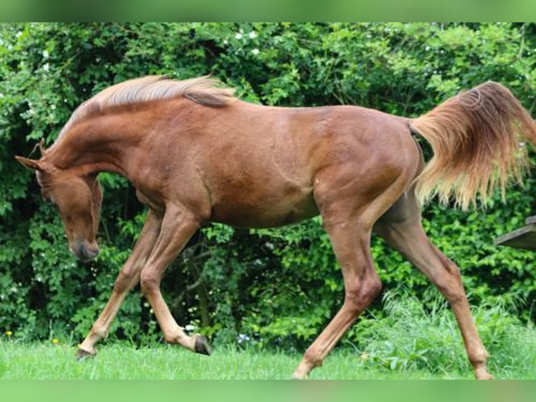 Arabisches Partbred Hengst 1 Jahr 152 cm Fuchs in Königsberg in Bayern