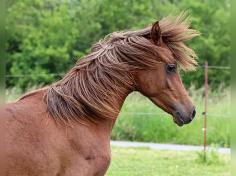 Arabisches Partbred Hengst 1 Jahr 152 cm Fuchs in Königsberg in Bayern