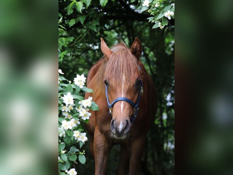 Arabisches Partbred Hengst 1 Jahr 152 cm Fuchs in Königsberg in Bayern