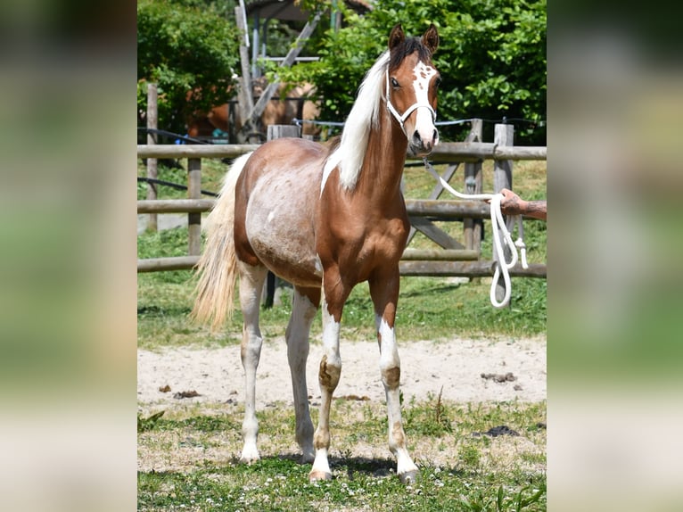 Arabisches Partbred Hengst 1 Jahr 152 cm Tobiano-alle-Farben in M&#xF6;rsdorf