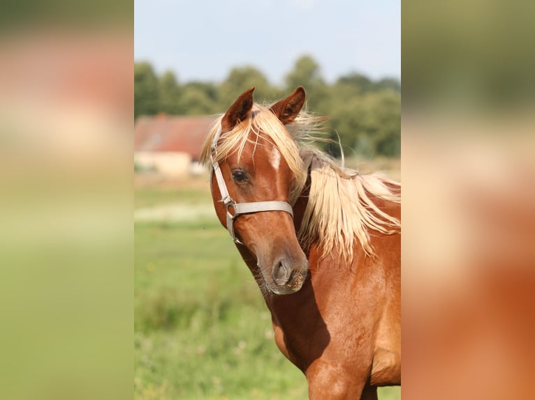 Arabisches Partbred Hengst 1 Jahr 153 cm Palomino in Gransee
