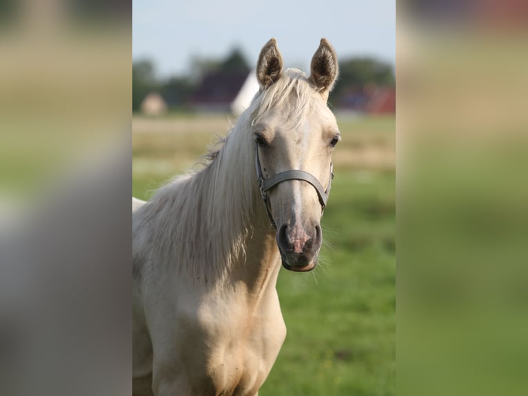 Arabisches Partbred Hengst 1 Jahr 153 cm Palomino in Gransee