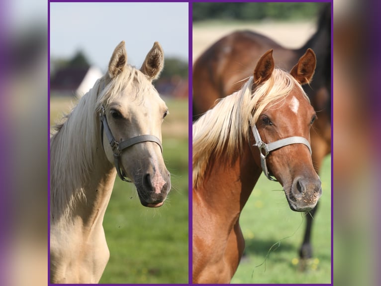 Arabisches Partbred Hengst 1 Jahr 153 cm Palomino in Gransee