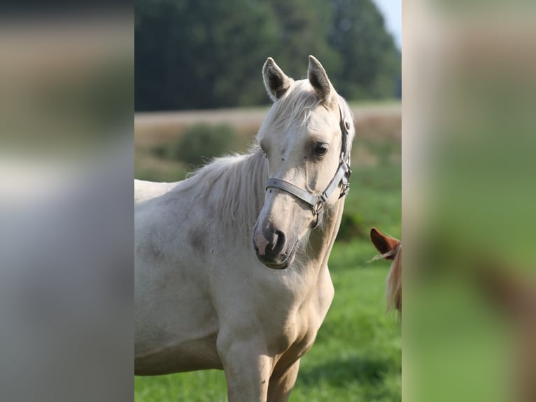 Arabisches Partbred Hengst 1 Jahr 153 cm Palomino in Gransee
