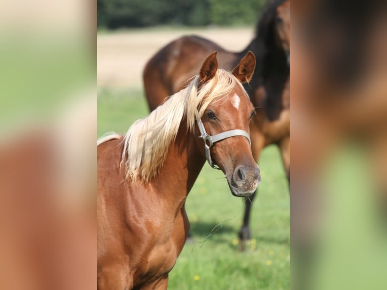 Arabisches Partbred Hengst 1 Jahr 153 cm Palomino in Gransee